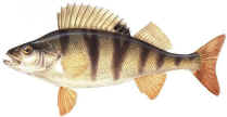 Pesce persico reale che nella zona di Terni viene detto "salmerino"